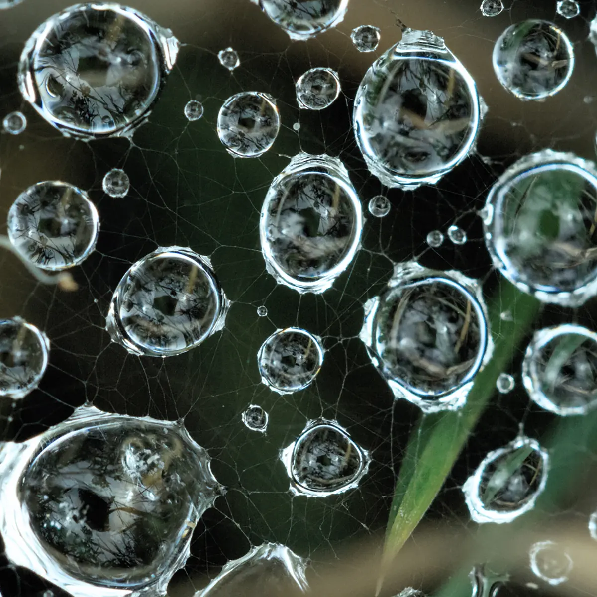 Close-up of water droplets on a web