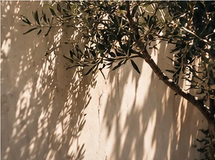 Olive branches casting soft shadows on a white wall
